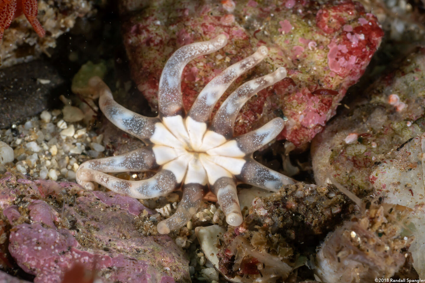 Halcampa decemtentaculata (Burrowing Anemone)