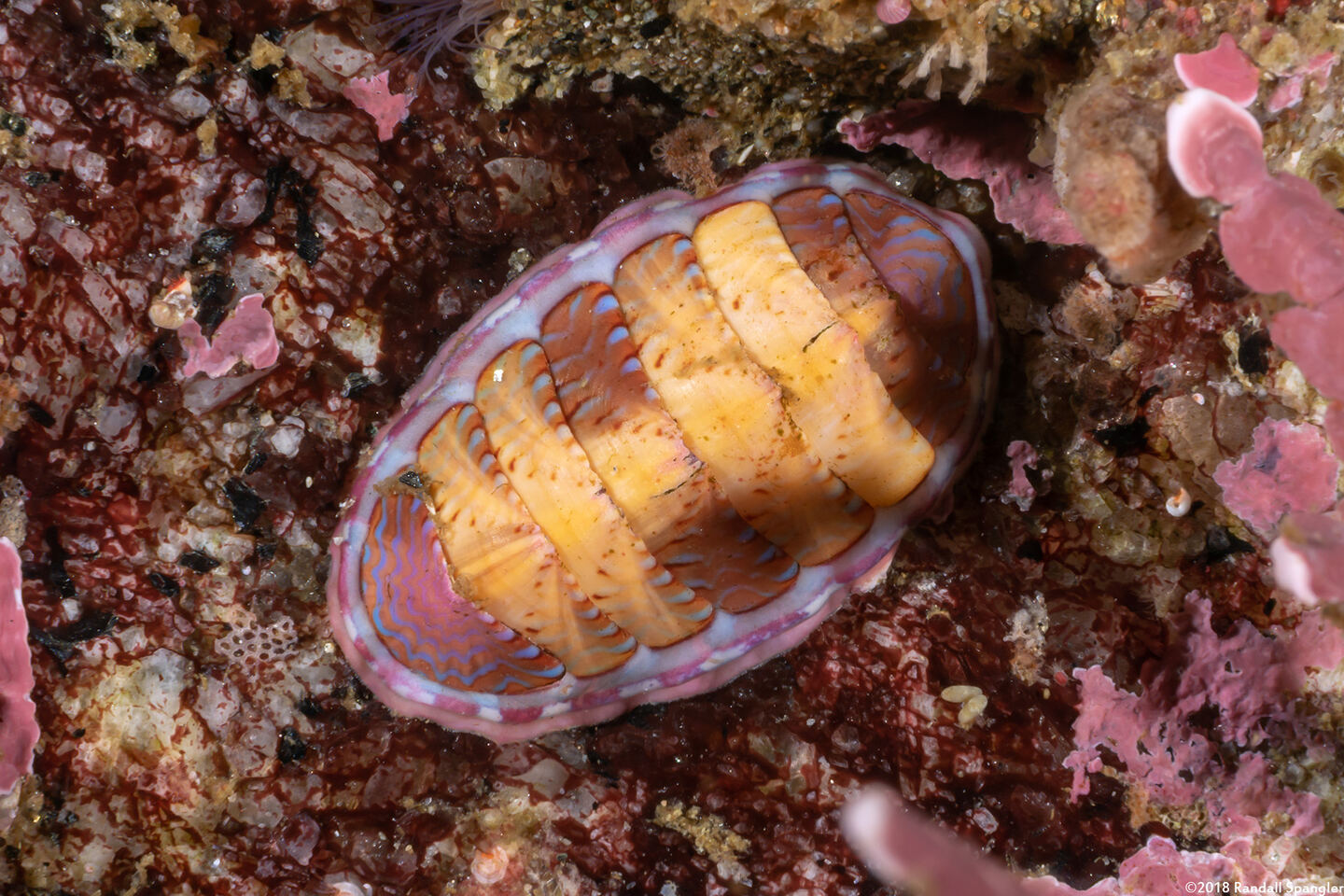 Tonicella lineata (Blue Lined Chiton)