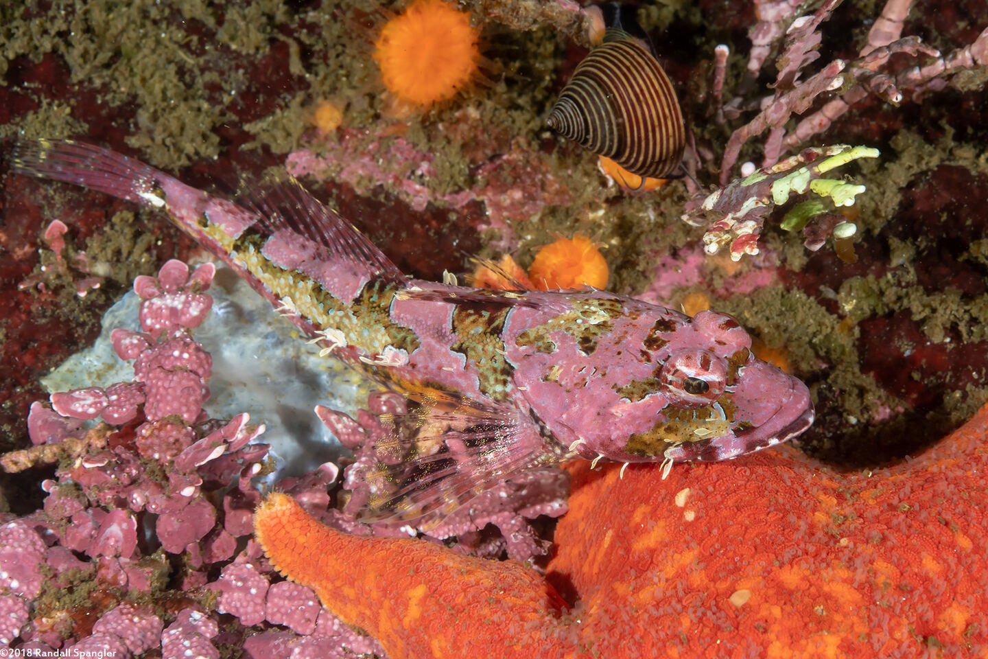 Artedius corallinus (Coralline Sculpin)