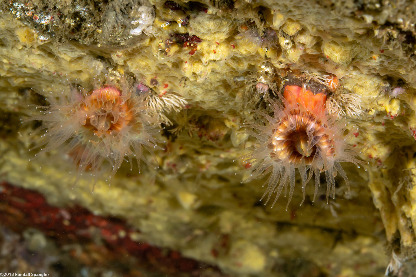 Paracyathus stearnsii (Brown Cup Coral)