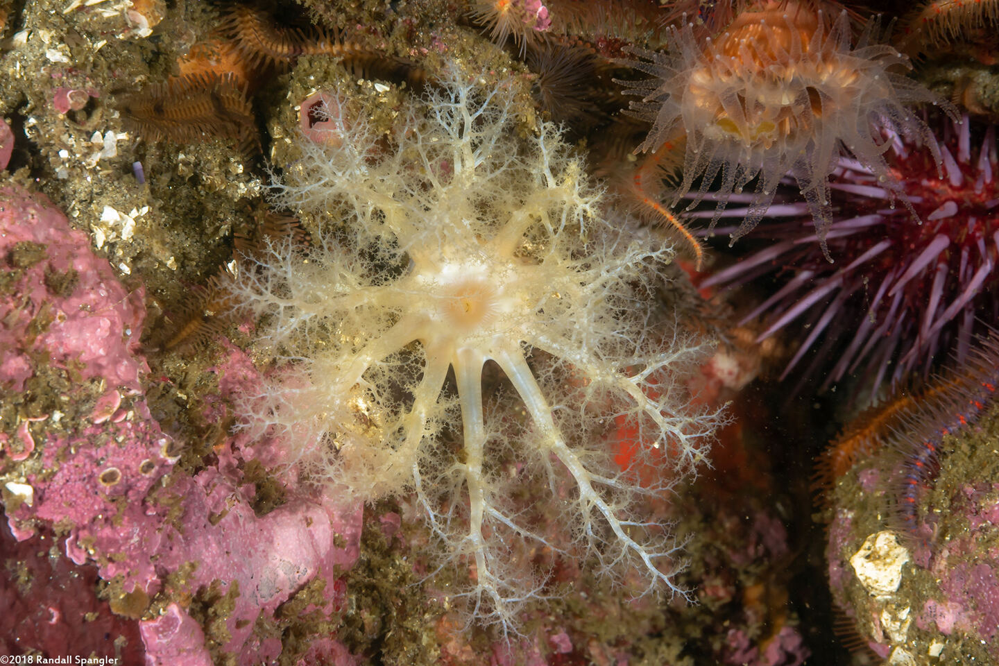 Cucumaria pallida (Pale Sea Cucumber)