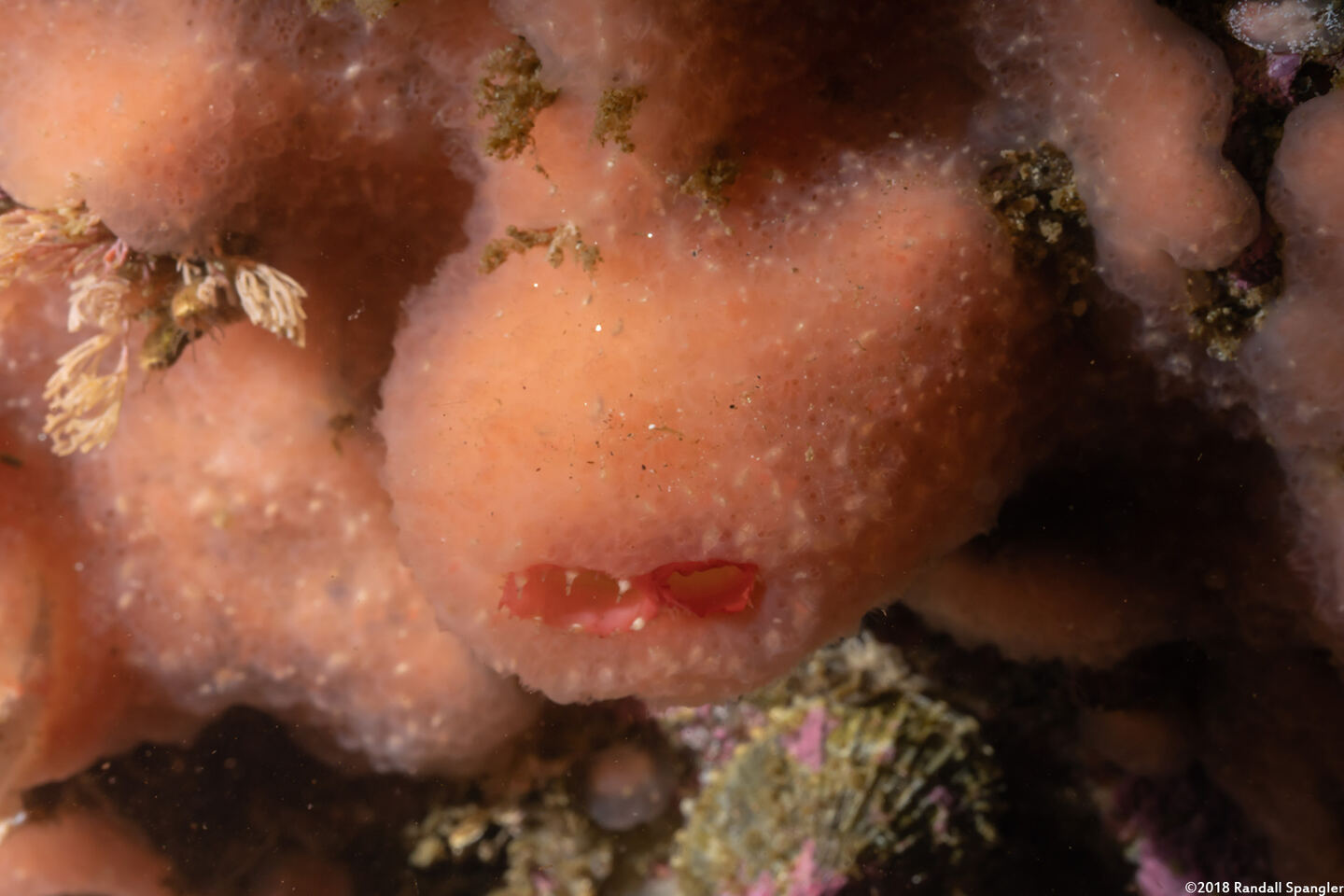 Mytilimeria nuttalli (Sea-Bottle Clam)
