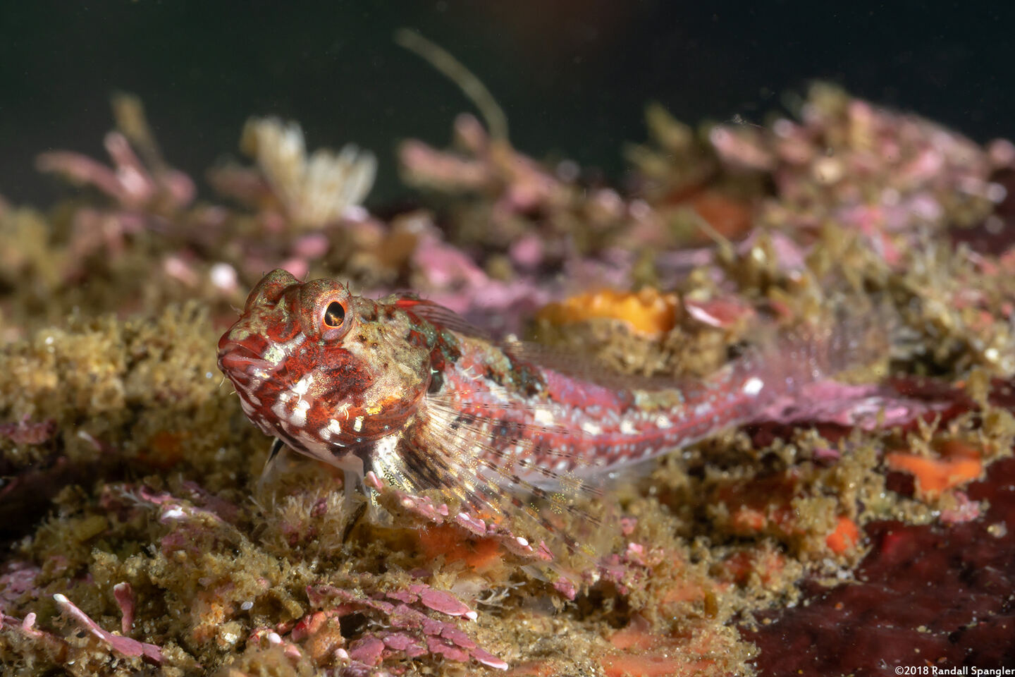 Orthonopias triacis (Snubnose Sculpin)