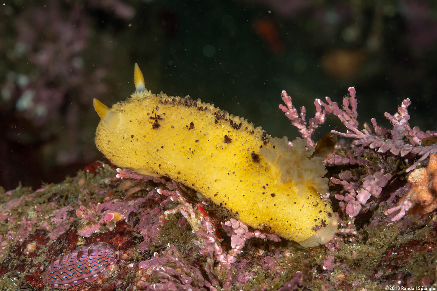 Doris montereyensis (Monterey Dorid)