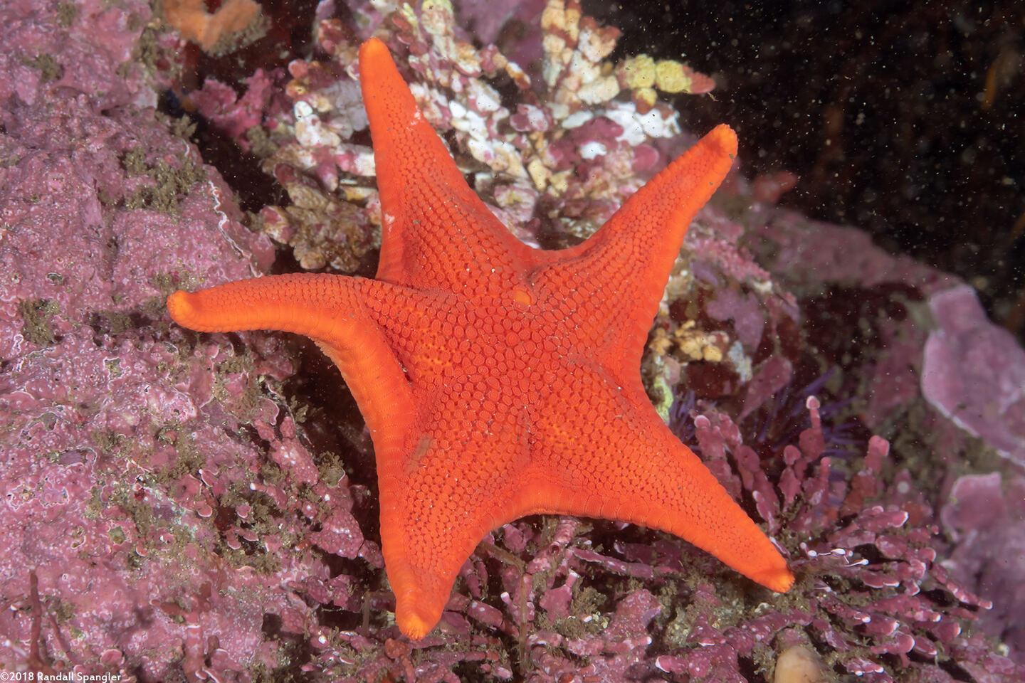 Mediaster aequalis (Red Sea Star)