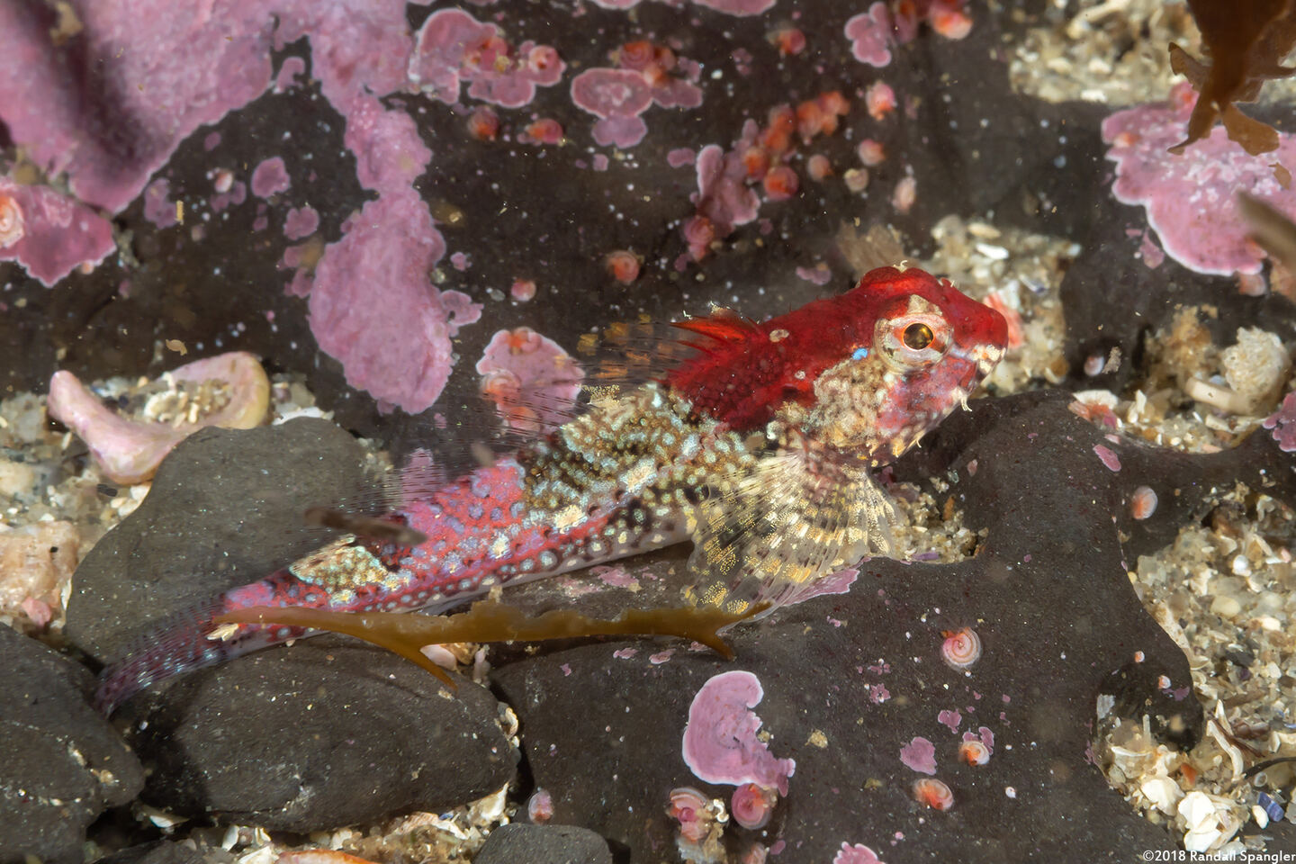 Orthonopias triacis (Snubnose Sculpin)