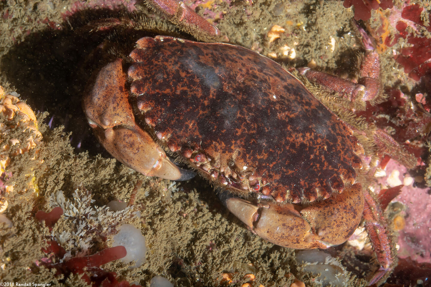 Romaleon antennarium (Pacific Rock Crab)
