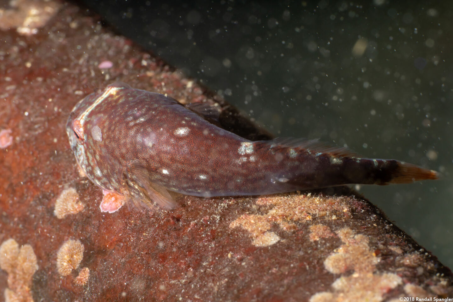 Gobiesox maeandricus (Northern Clingfish)