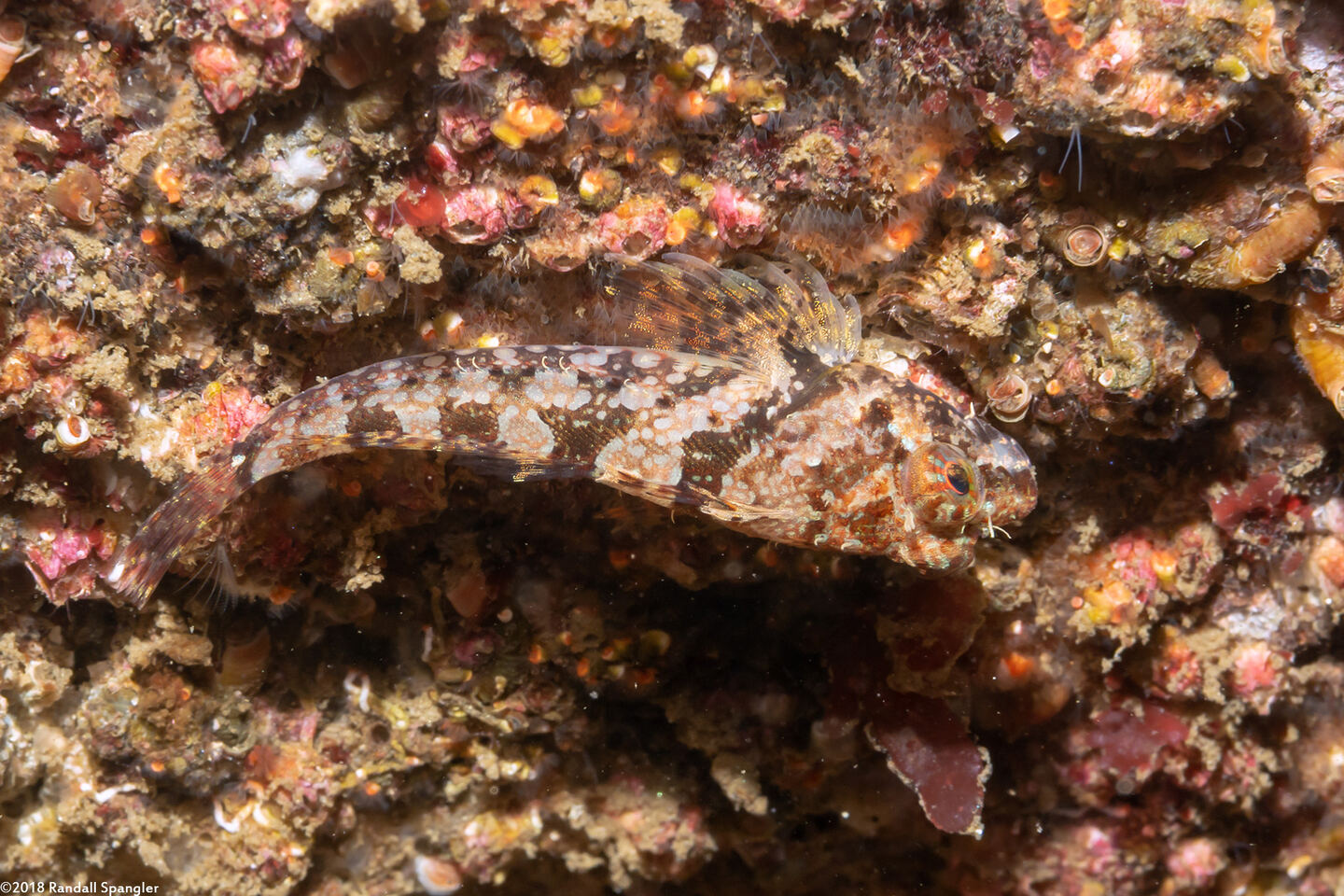 Orthonopias triacis (Snubnose Sculpin)