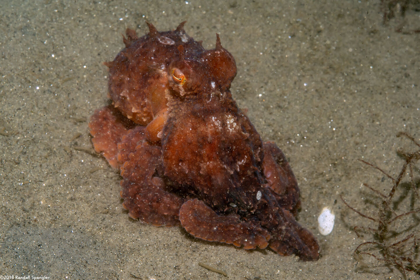 Octopus rubescens (Red Octopus)