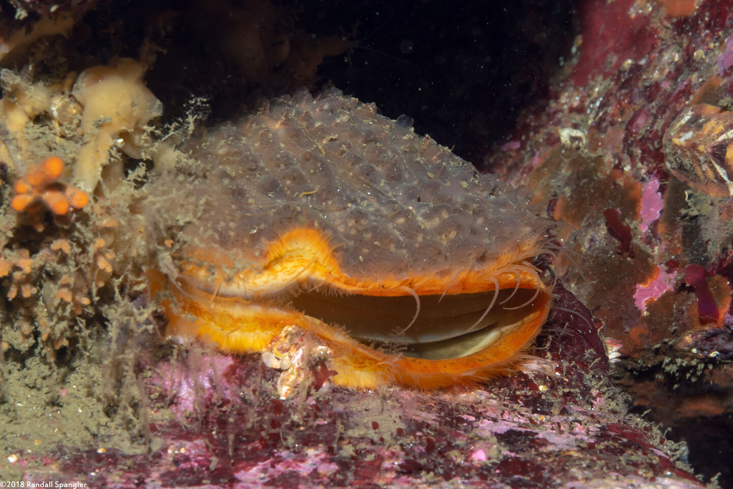 Crassadoma gigantea (Rock Scallop)