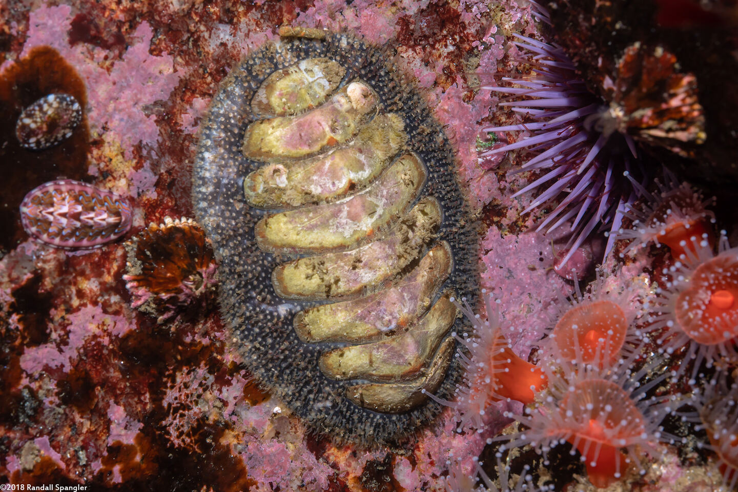 Mopalia lignosa (Woody Chiton)
