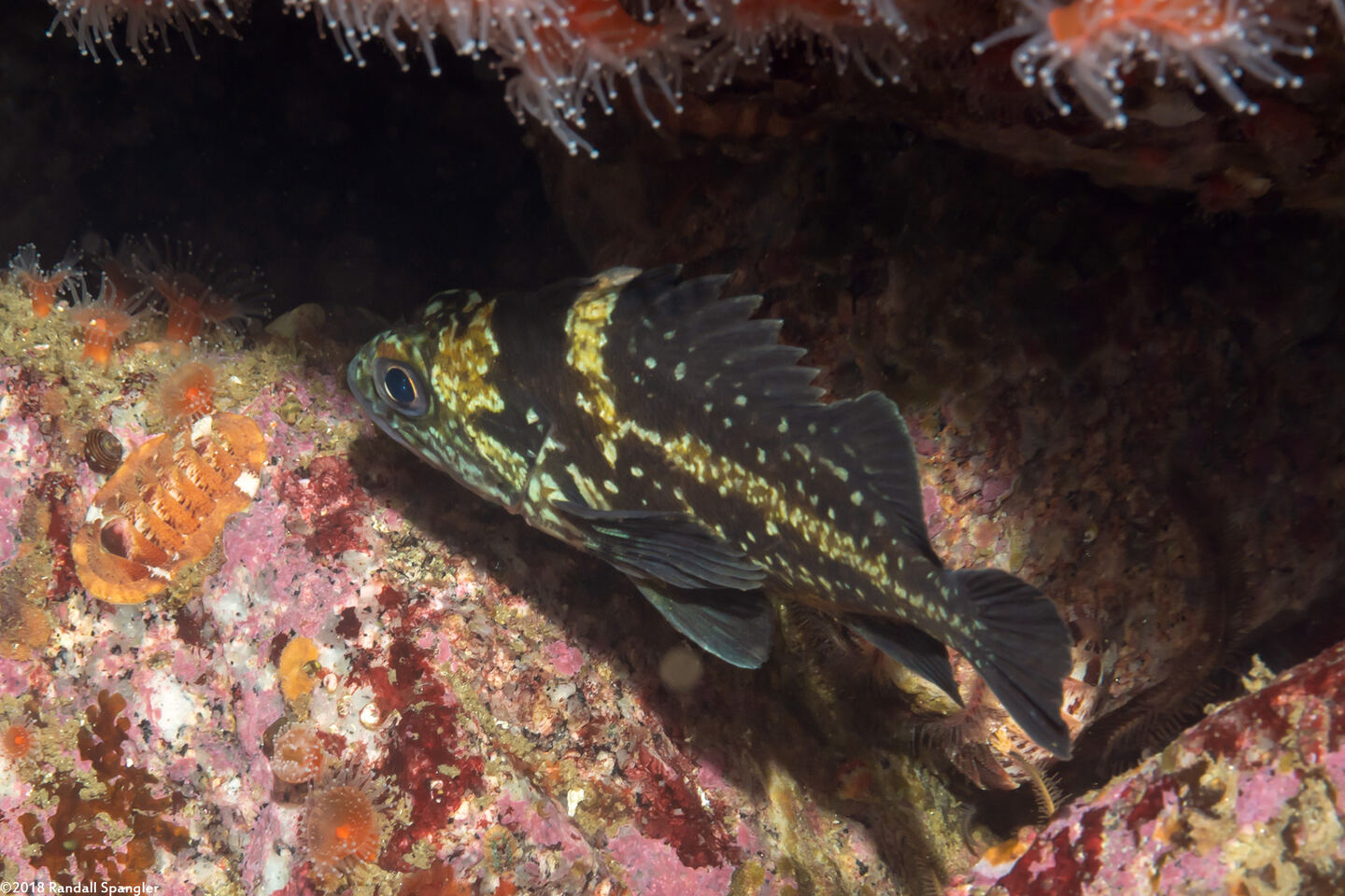 Sebastes nebulosus (China Rockfish)