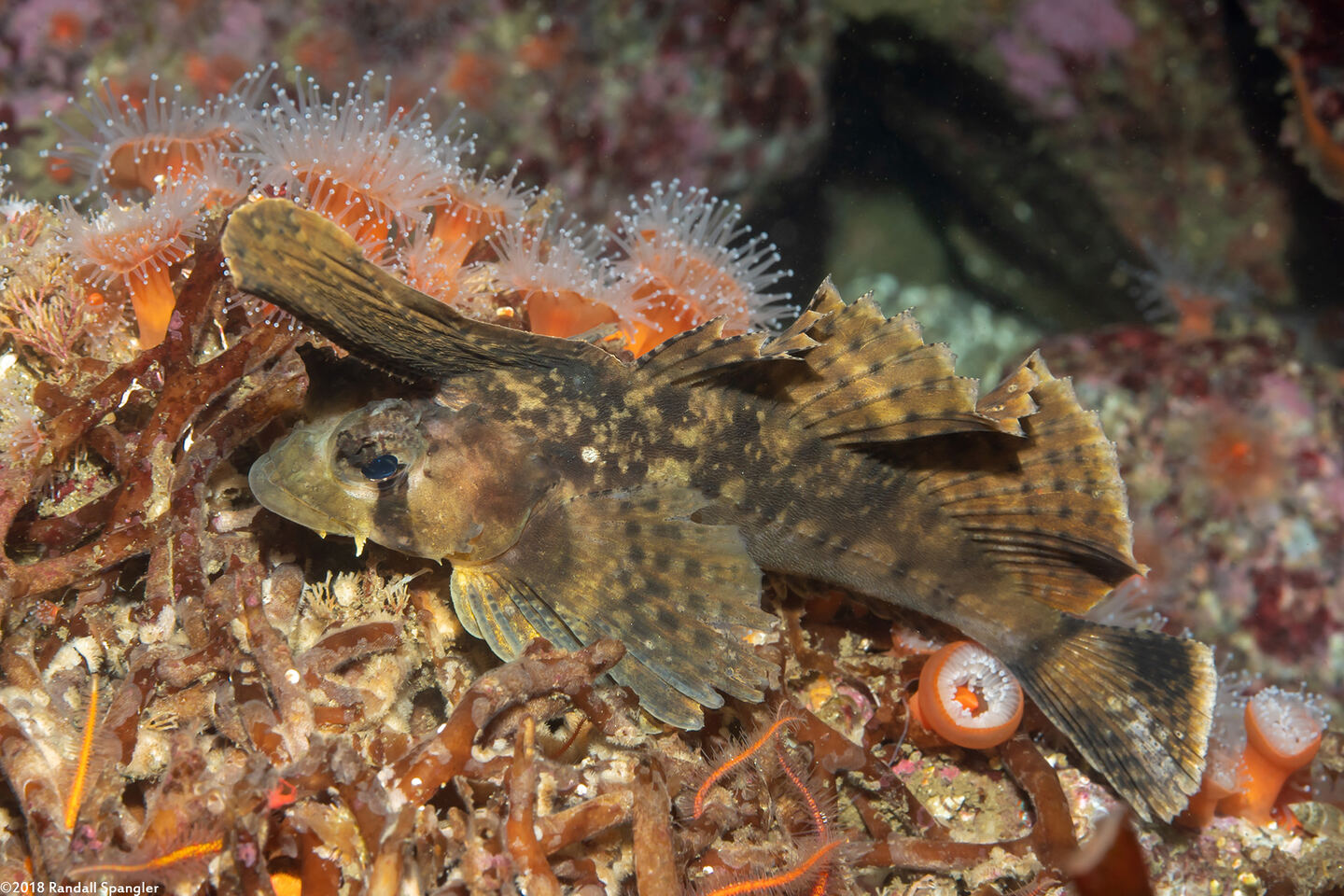 Nautichthys oculofasciatus (Sailfin Sculpin)