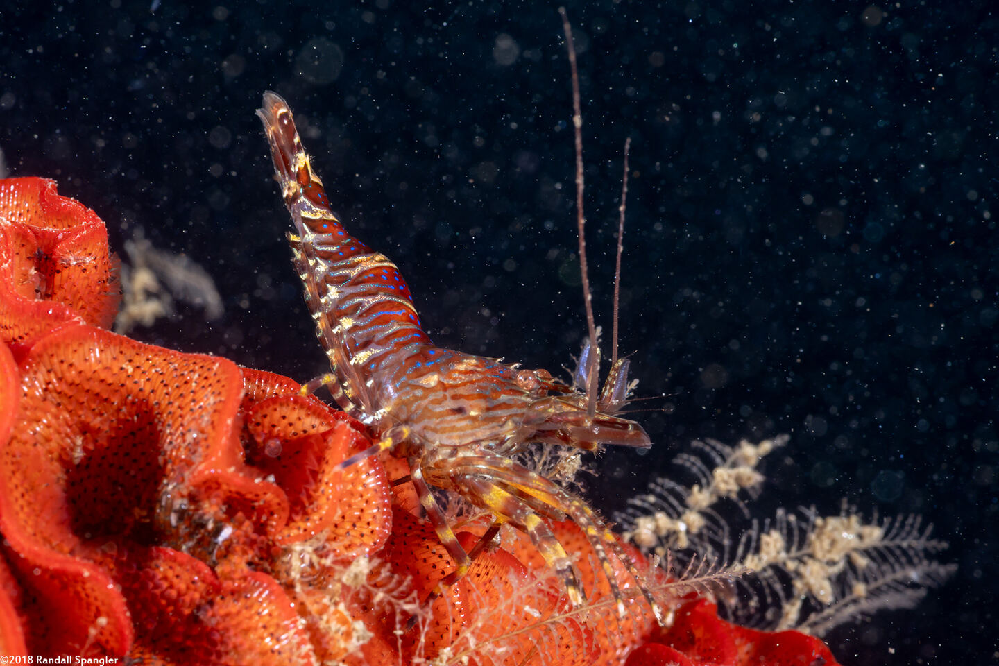 Heptacarpus palpator (Intertidal Coastal Shrimp)