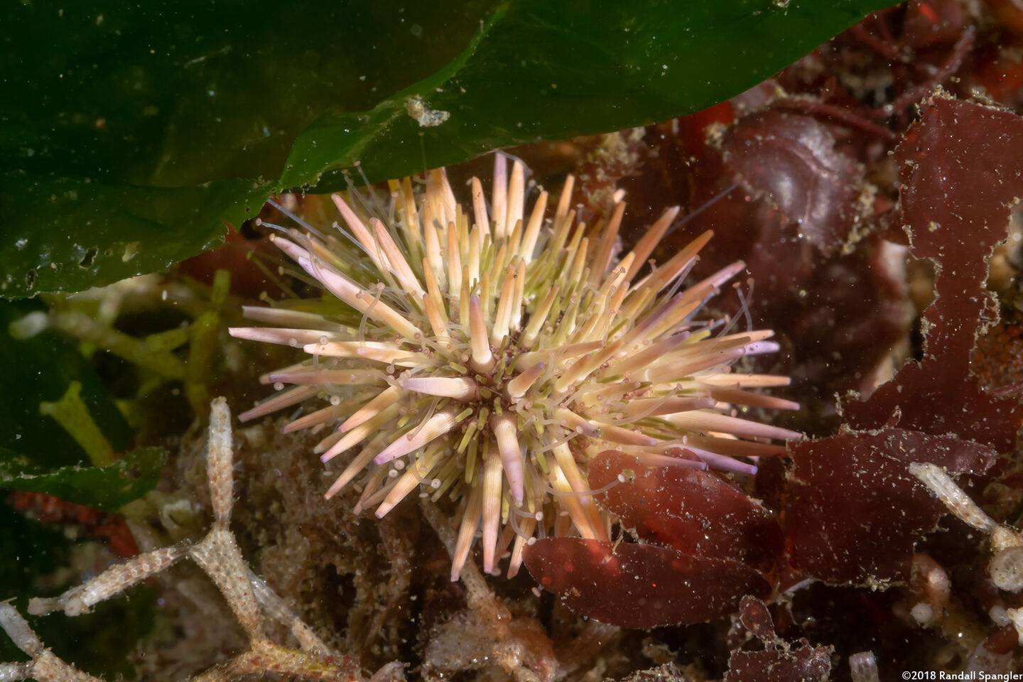 Strongylocentrotus purpuratus (Purple Sea Urchin)