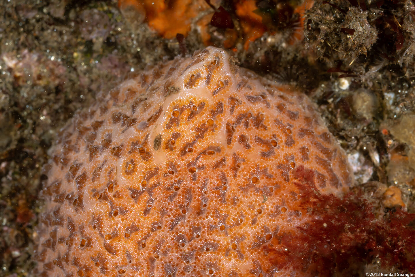 Aplidium solidum (Red Ascidian)