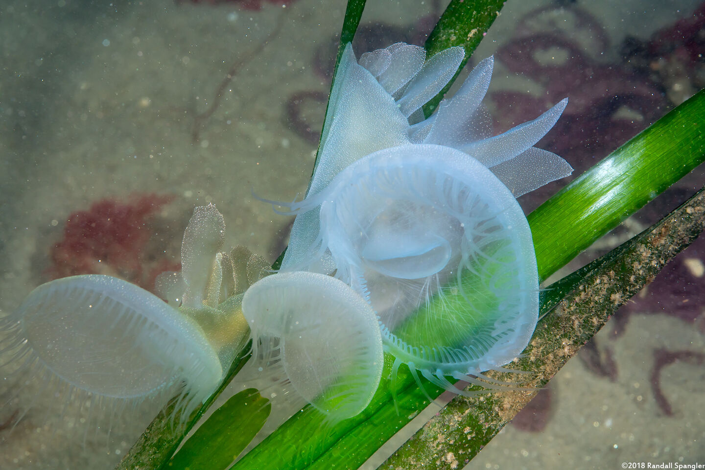 Melibe leonina (Lion's Mane Nudibranch)