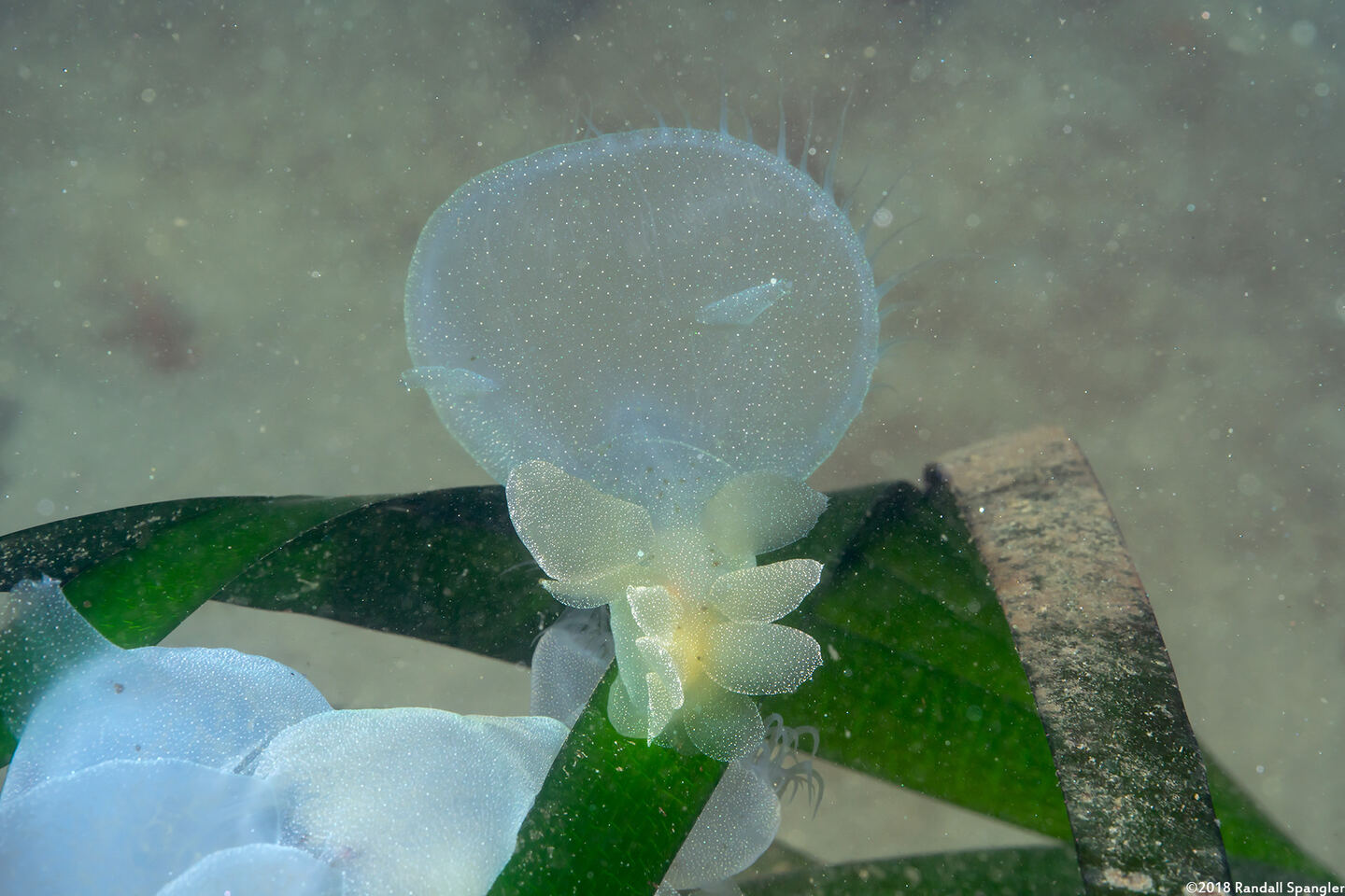 Melibe leonina (Lion's Mane Nudibranch)
