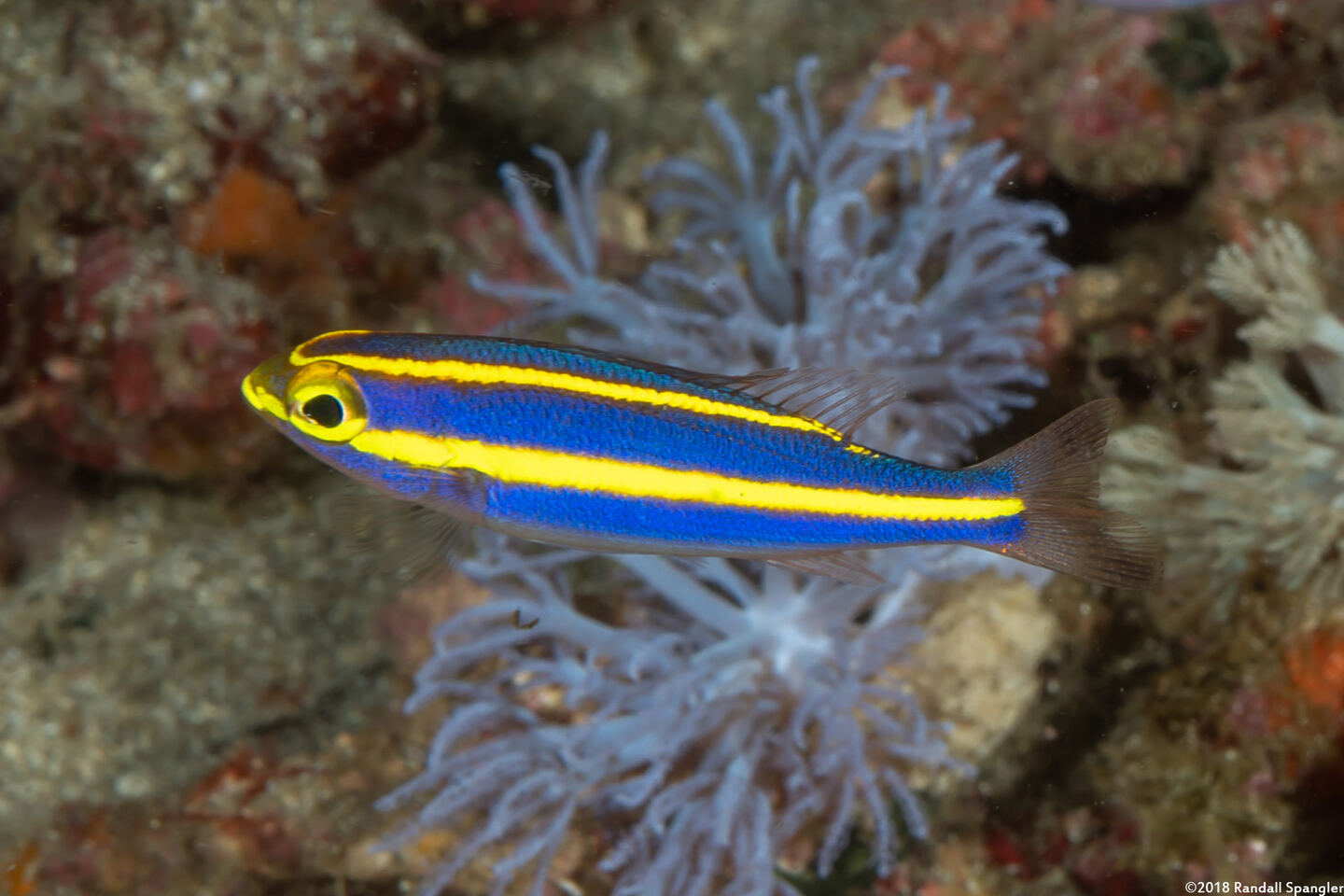 Pentapodus emeryii (Double Whiptail)