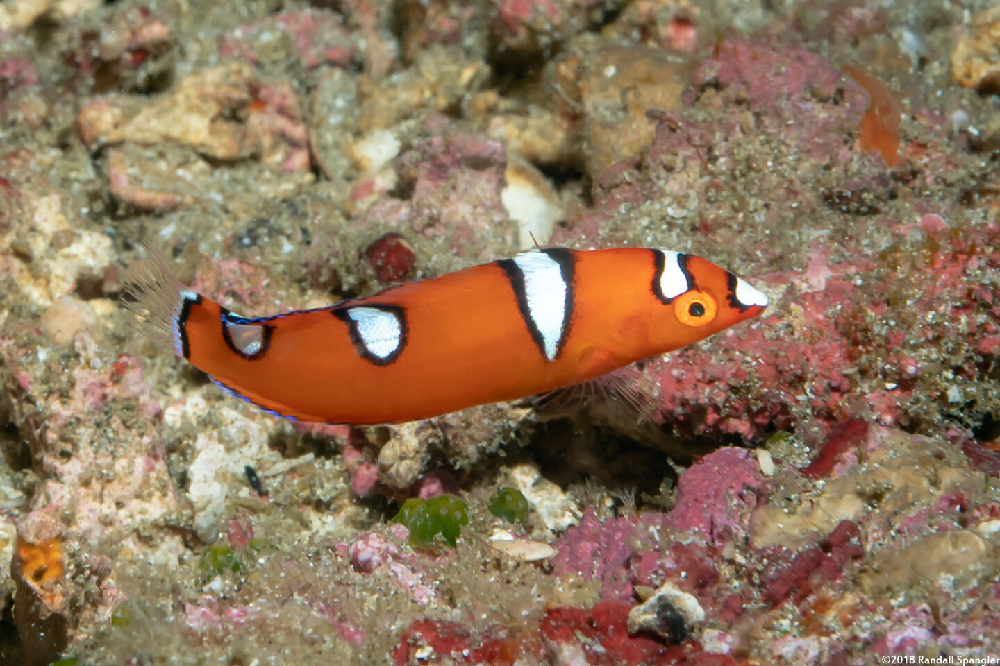 Coris gaimard (Yellowtail Coris)