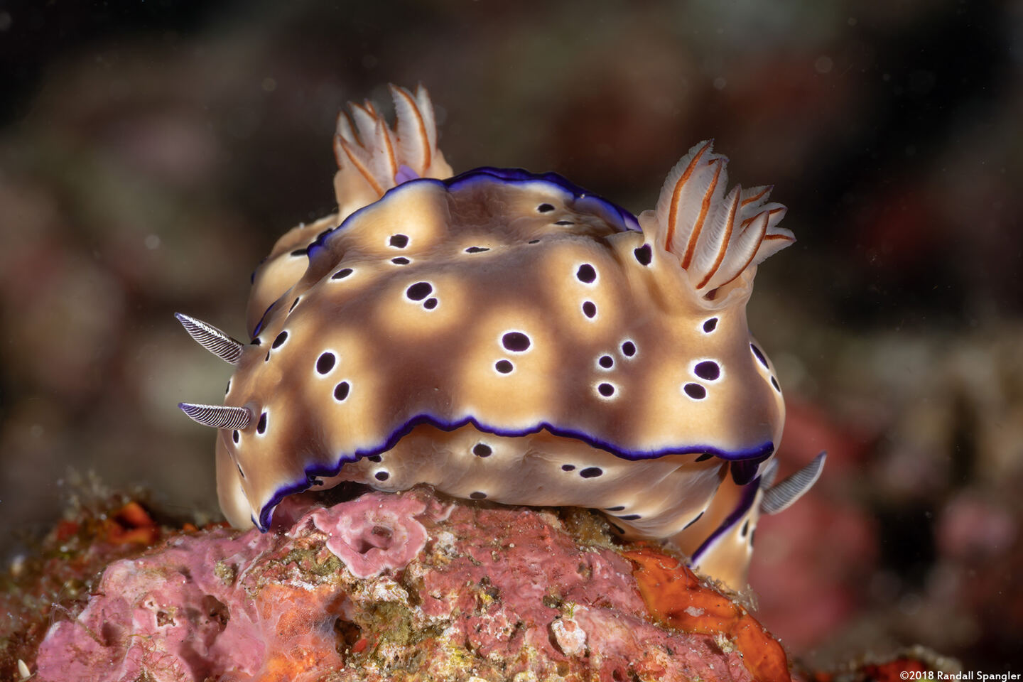 Hypselodoris tryoni (Tryon's Risbecia)
