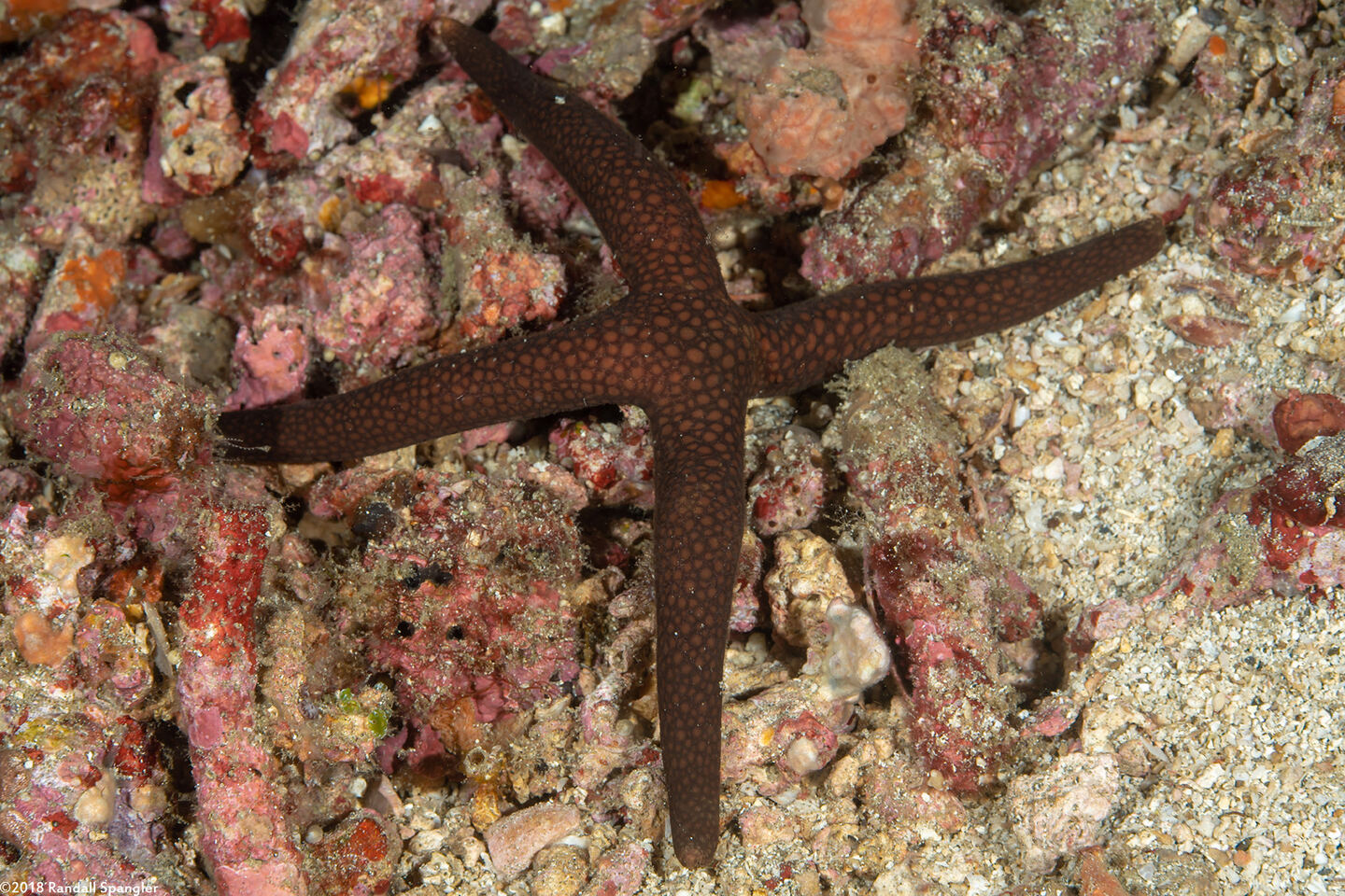Nardoa galatheae (Brown Mesh Sea Star)