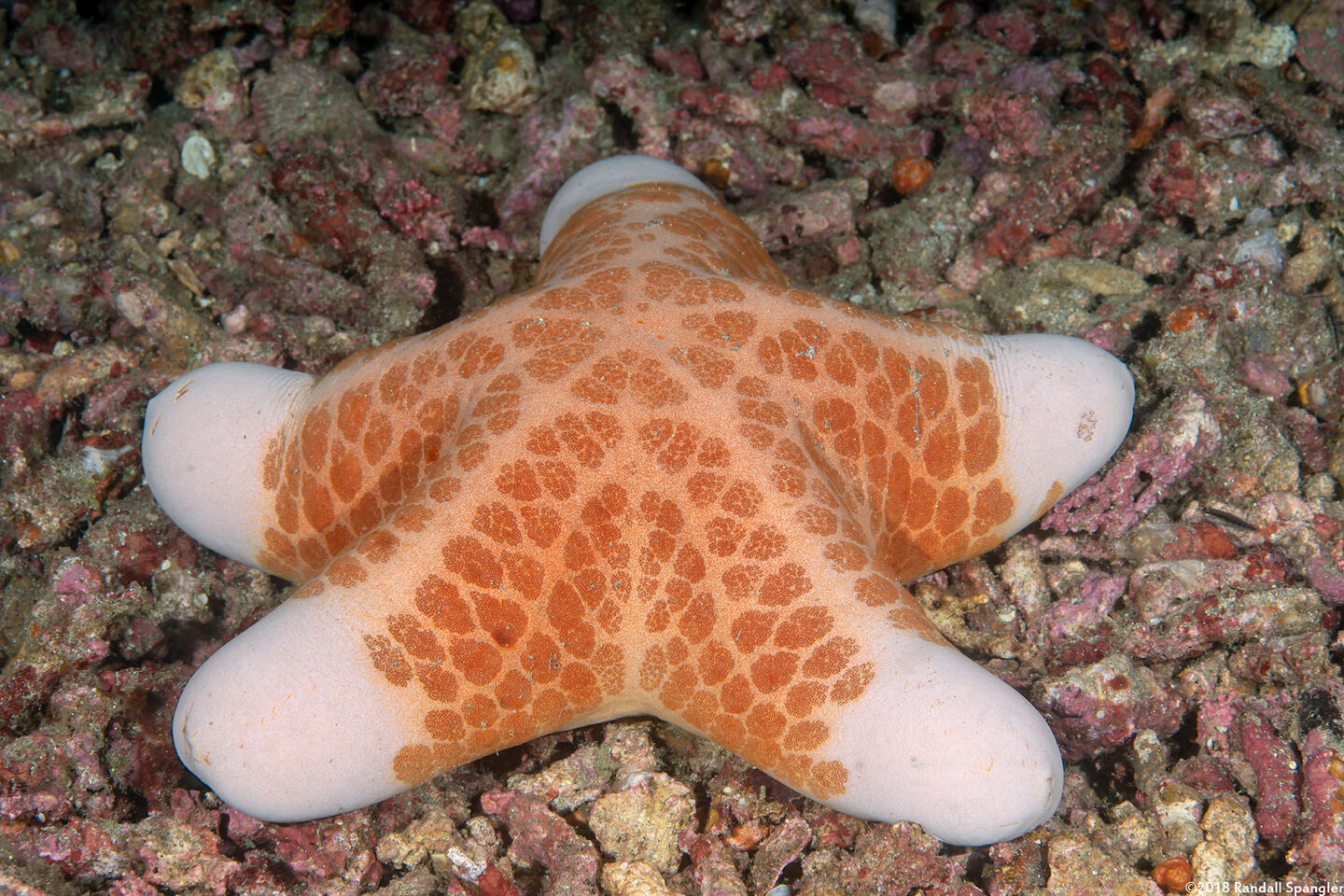 Choriaster granulatus (Granular Sea Star)