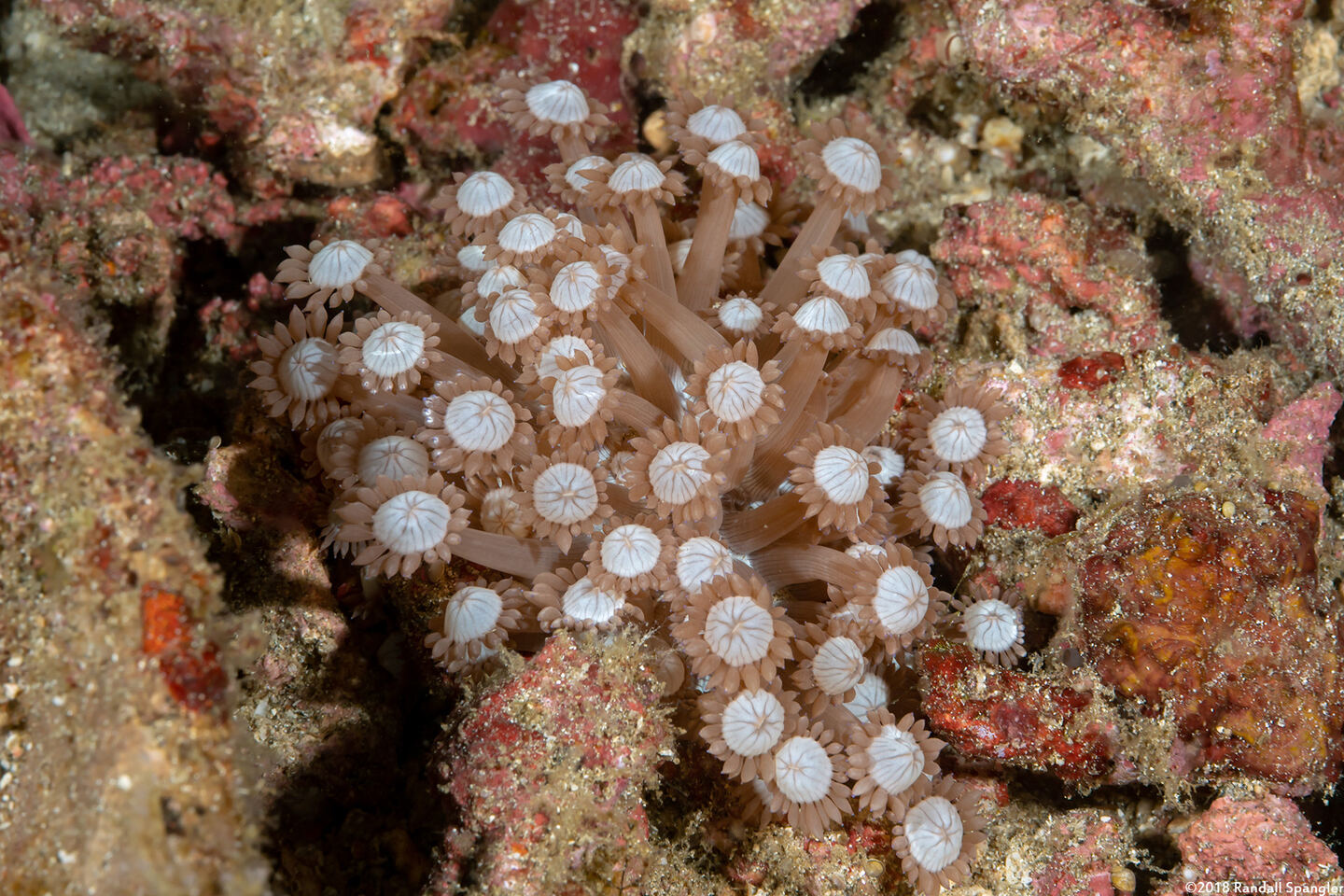 Goniopora cf. djiboutiensis (Goniopora cf. Djiboutiensis)