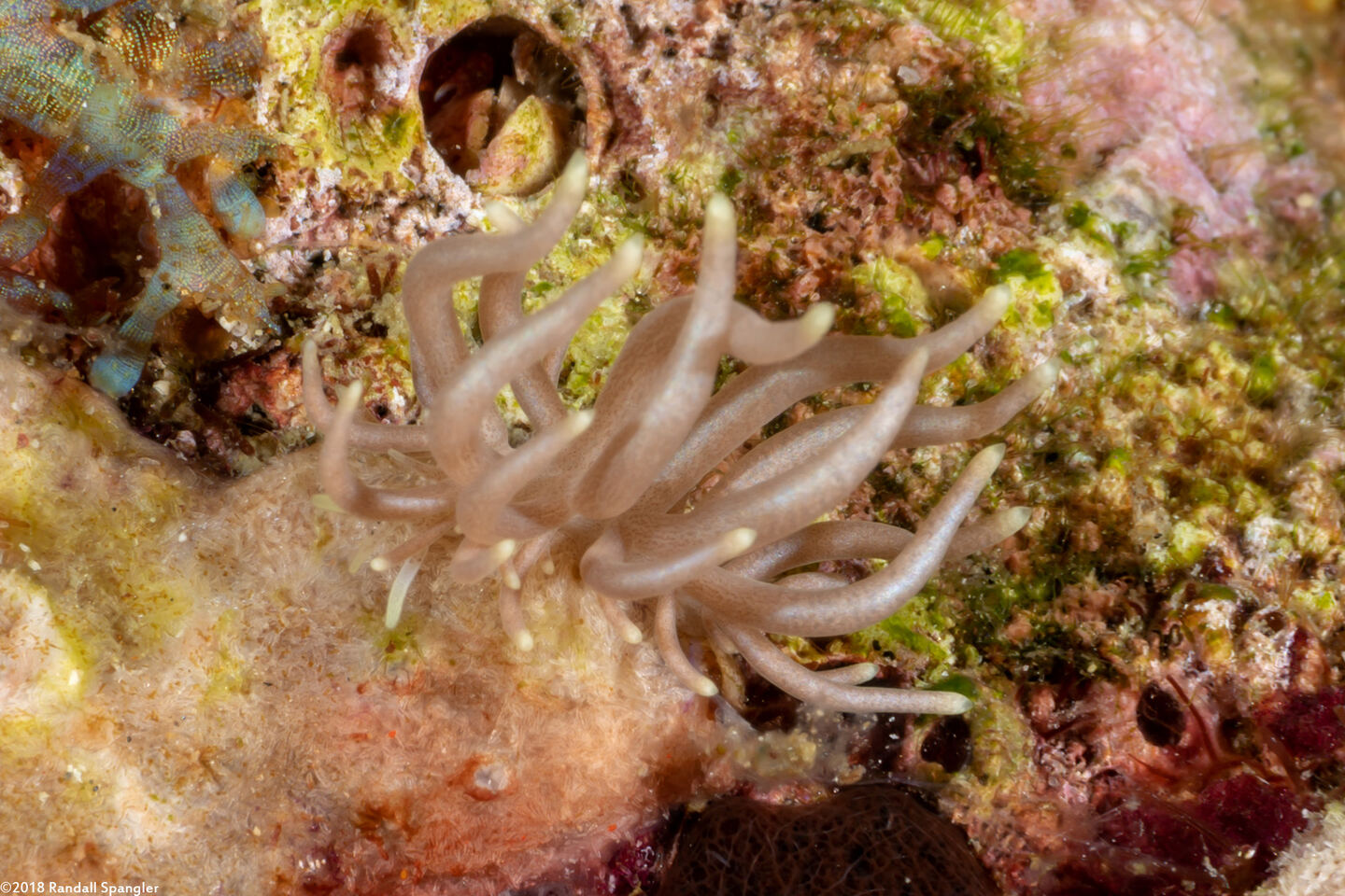 Phyllodesmium briareum (Yellow-Tipped Phyllodesmium)