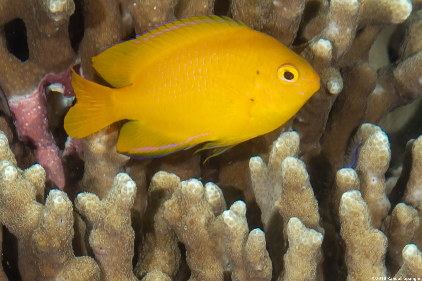 Pomacentrus moluccensis (Lemon Damsel)