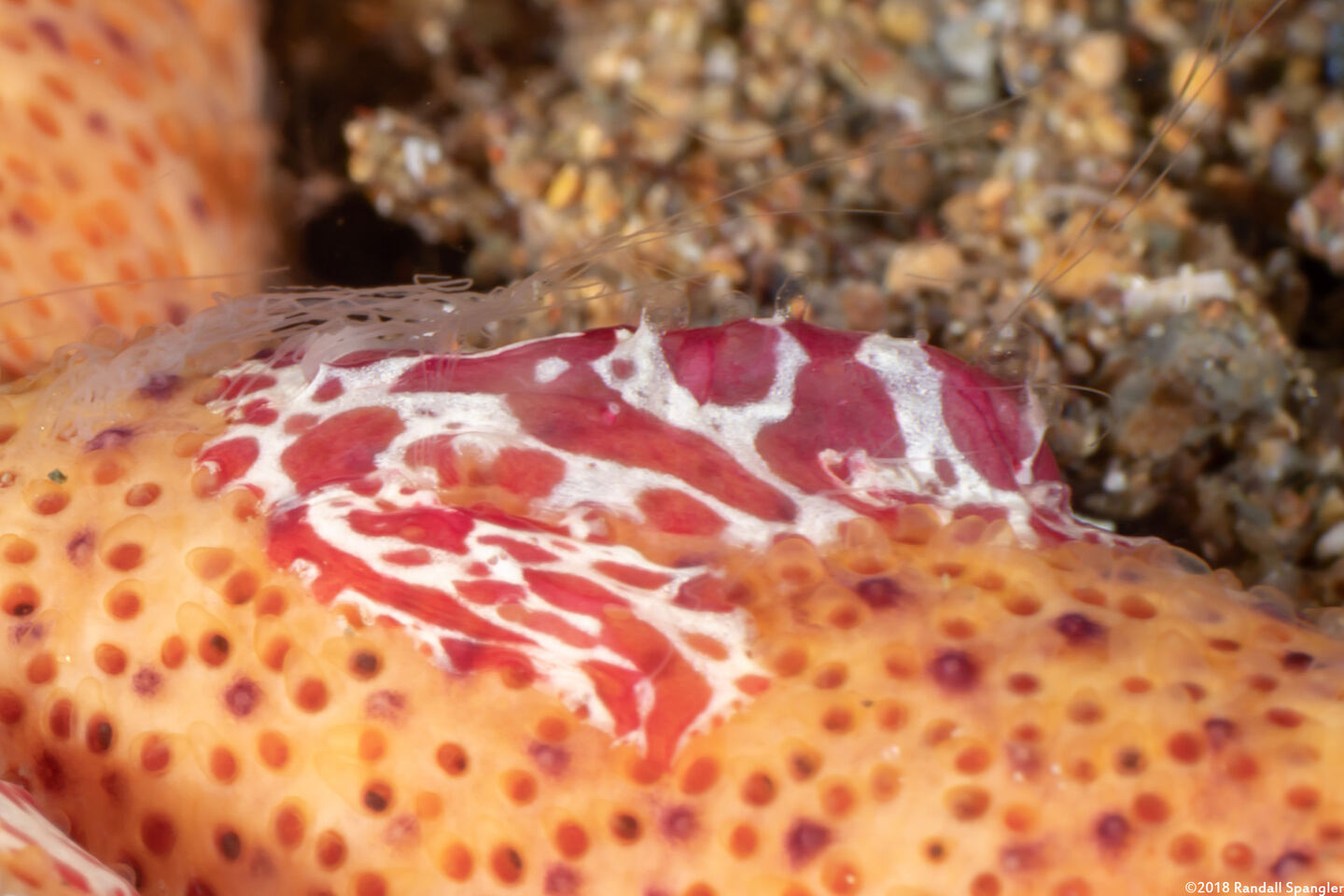 Coeloplana astericola (Creeping Comb Jelly)