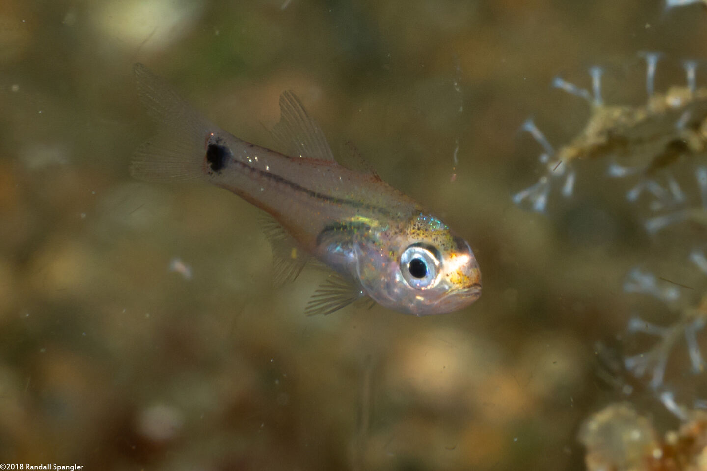 Archamia bleekeri (Yellowmouth Cardinalfish)