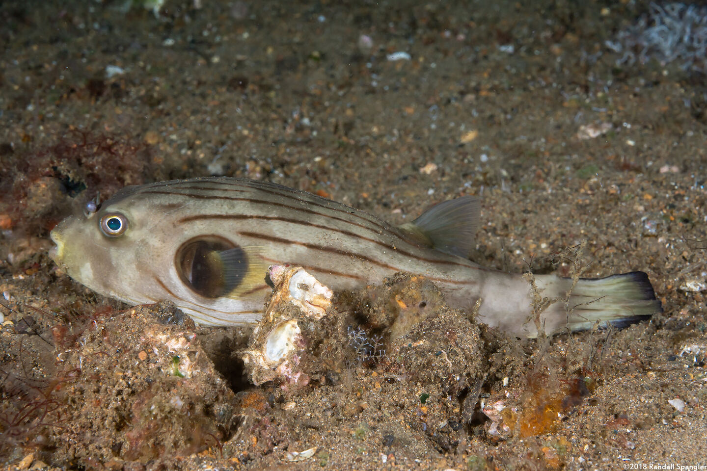 Arothron manilensis (Striped Puffer)
