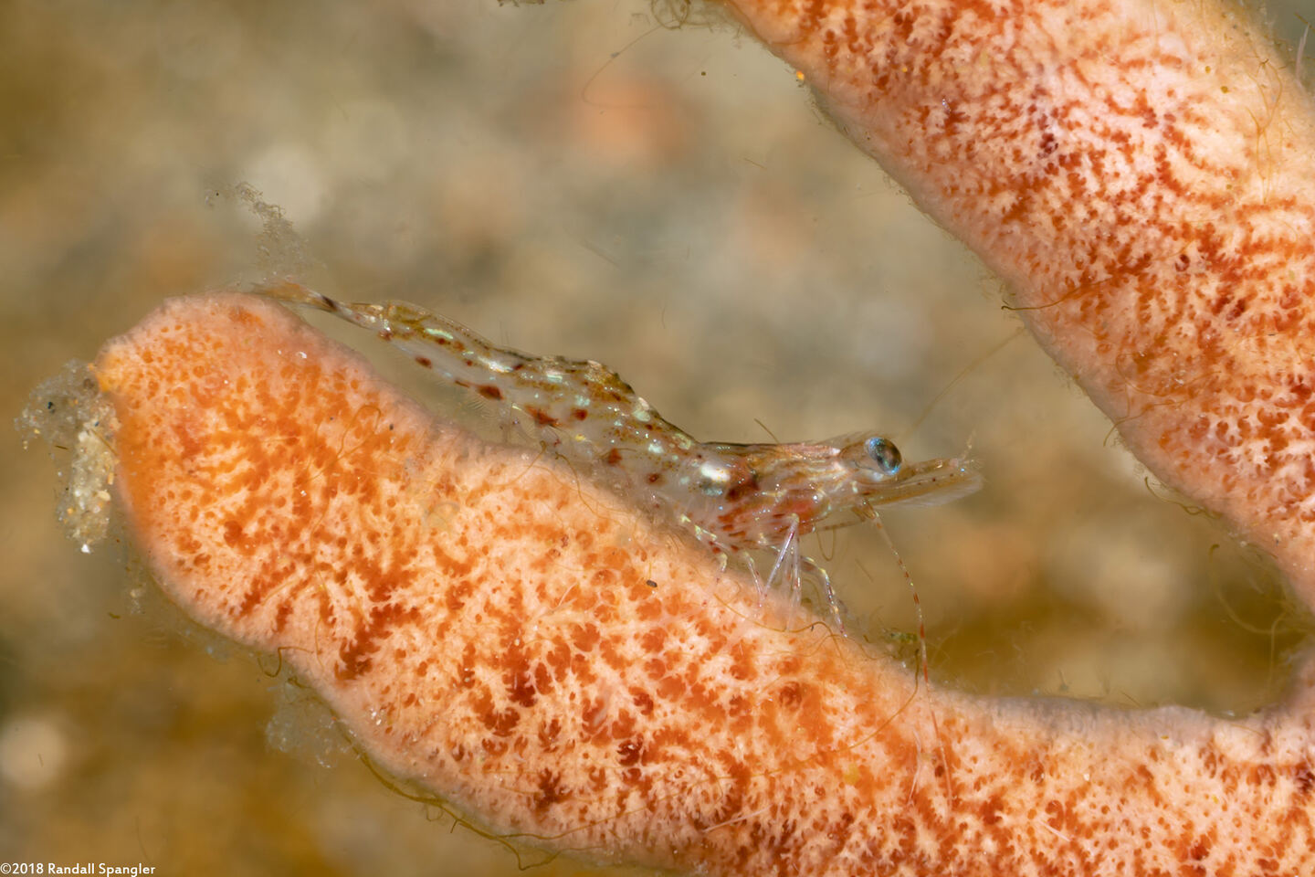 Metapenaeopsis sp.1 (Metapenaeopsis sp.1)