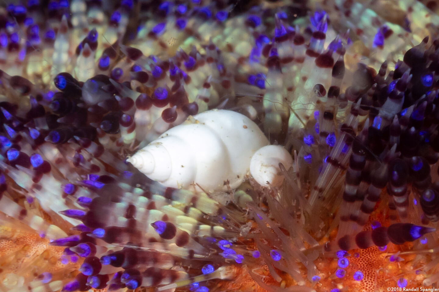 Echineulima asthenosomae (Fire Urchin Snail)