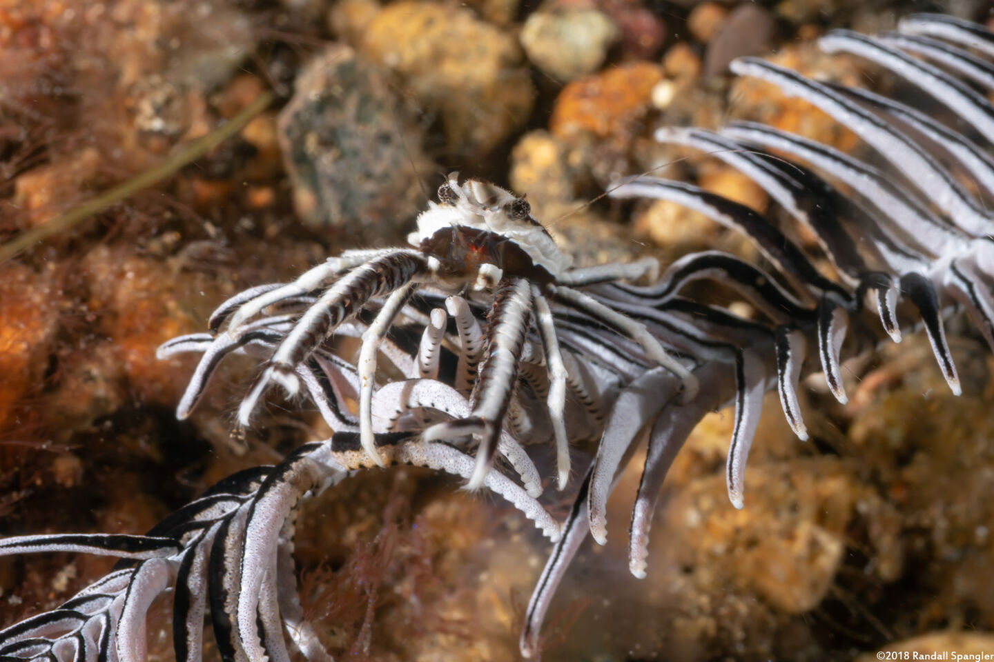 Allogalathea babai (Baba's Crinoid Squat Lobster)