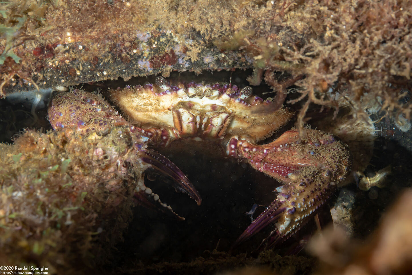 Charybdis granulata (Charybdis Granulata)