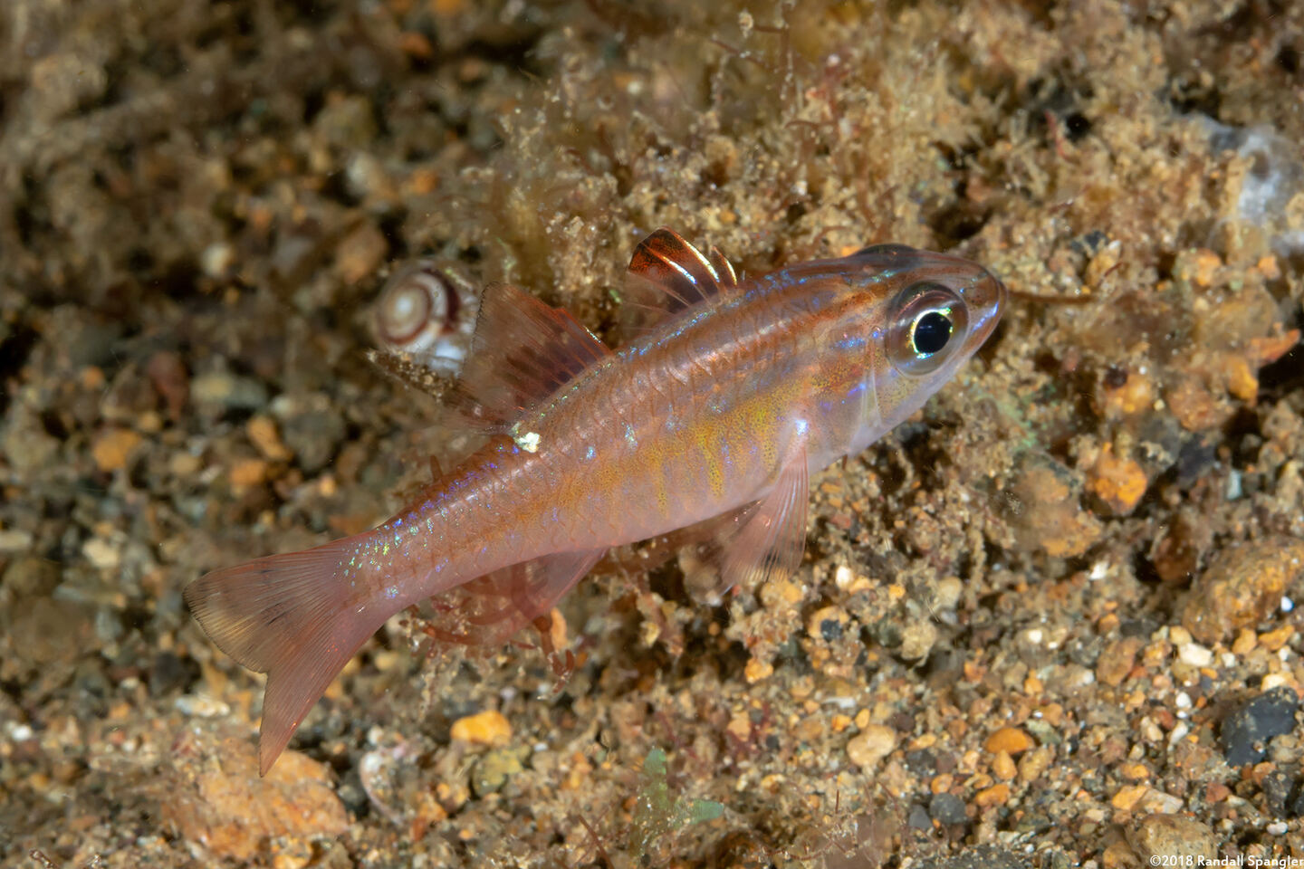 Ostorhinchus moluccensis (Moluccan Cardinalfish)