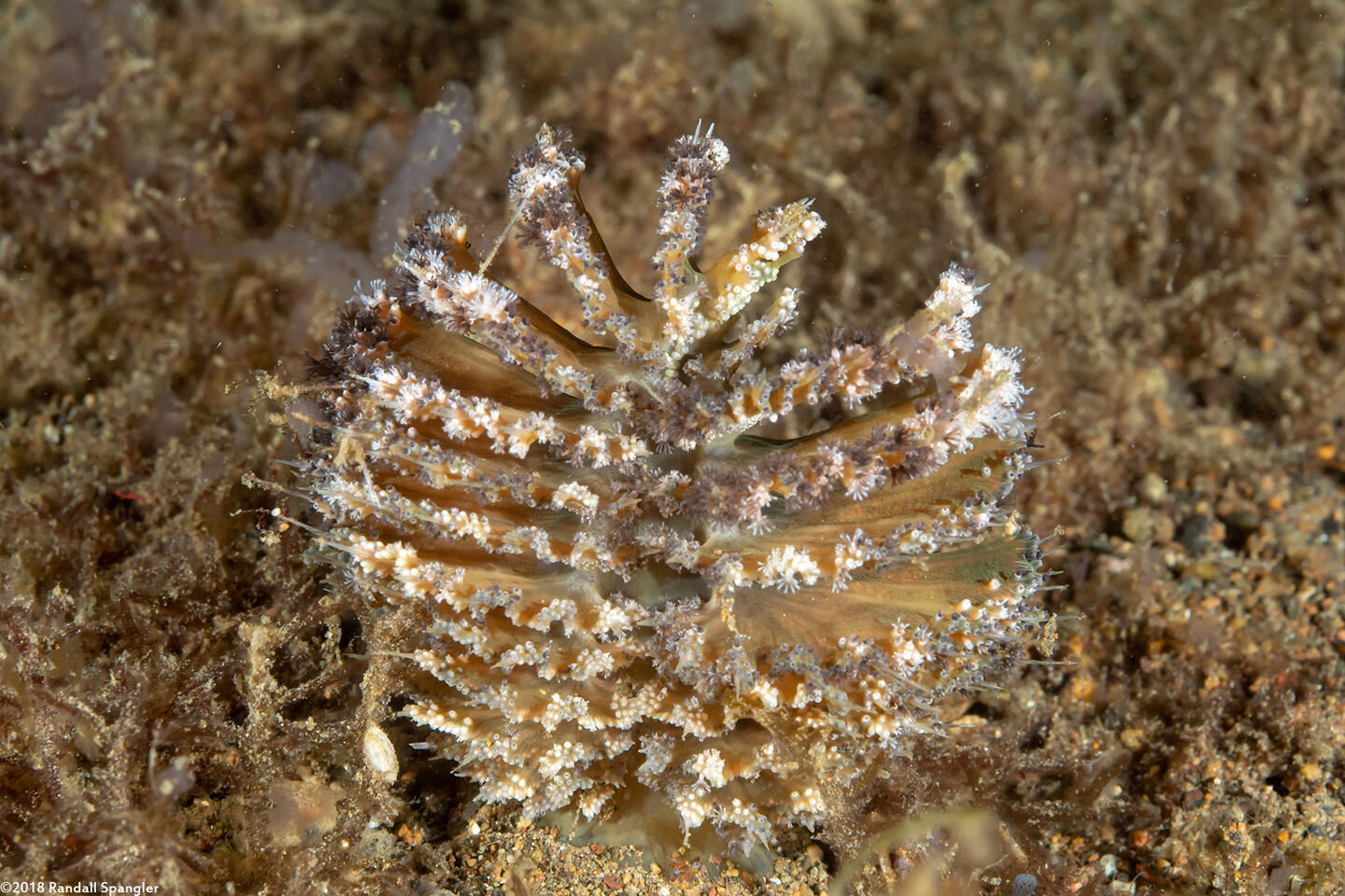 Pteroides sp.1 (Pteroides sp.1)