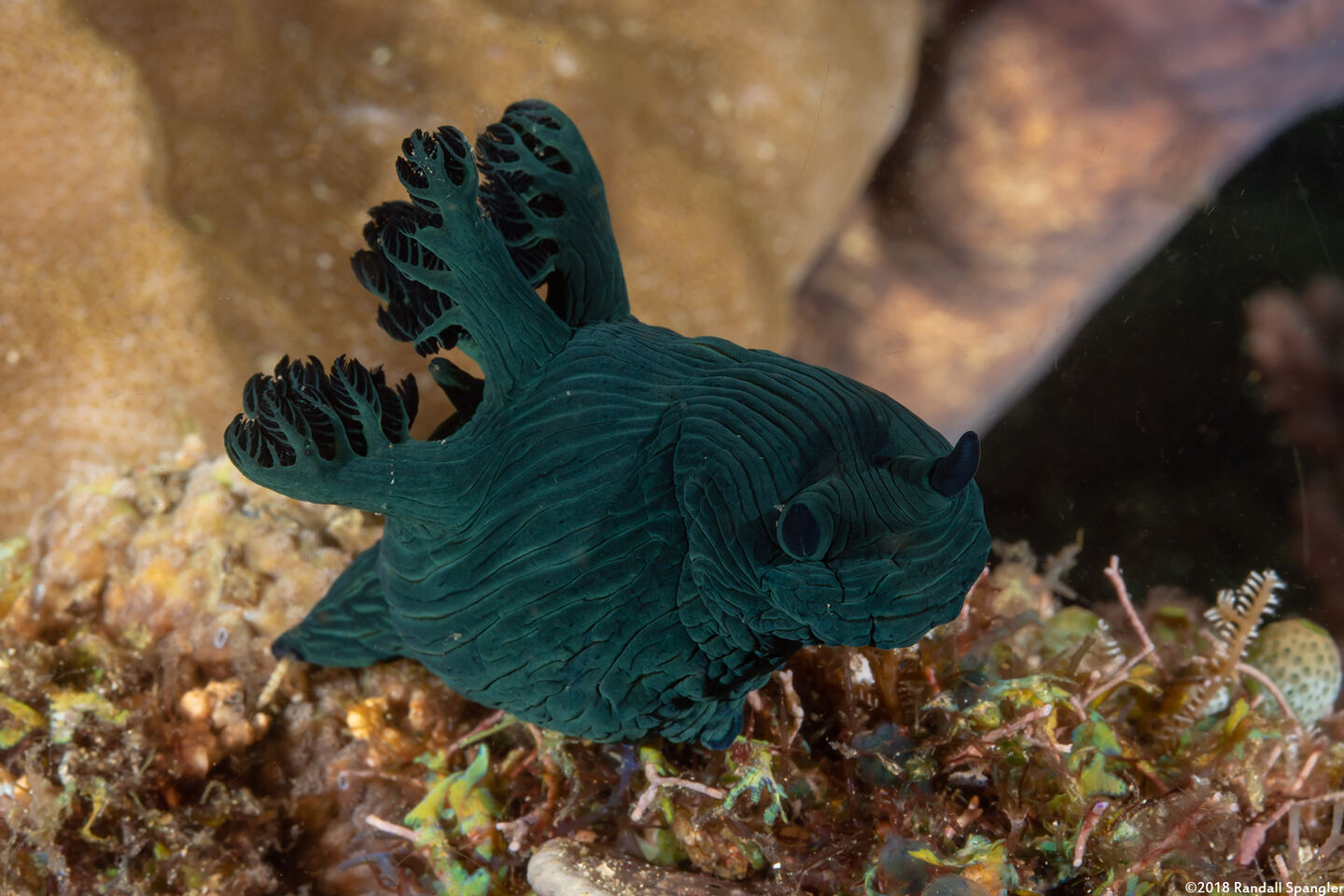 Nembrotha milleri (Miller's Nembrotha)