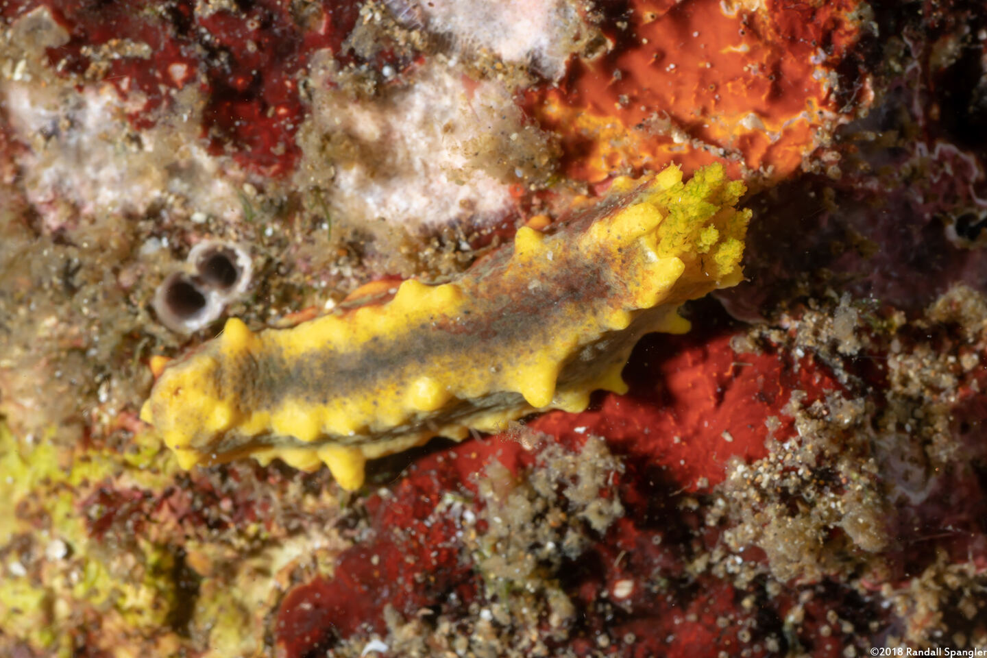 Colochirus robustus (Yellow Sea Cucumber)