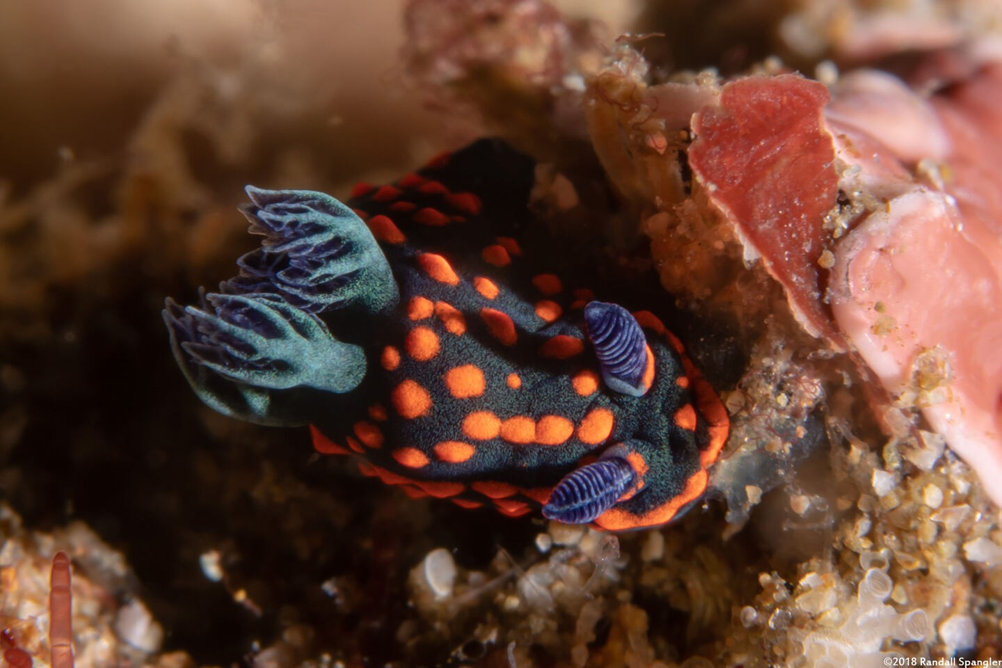 Nembrotha sp.1 (Nembrotha sp.1)