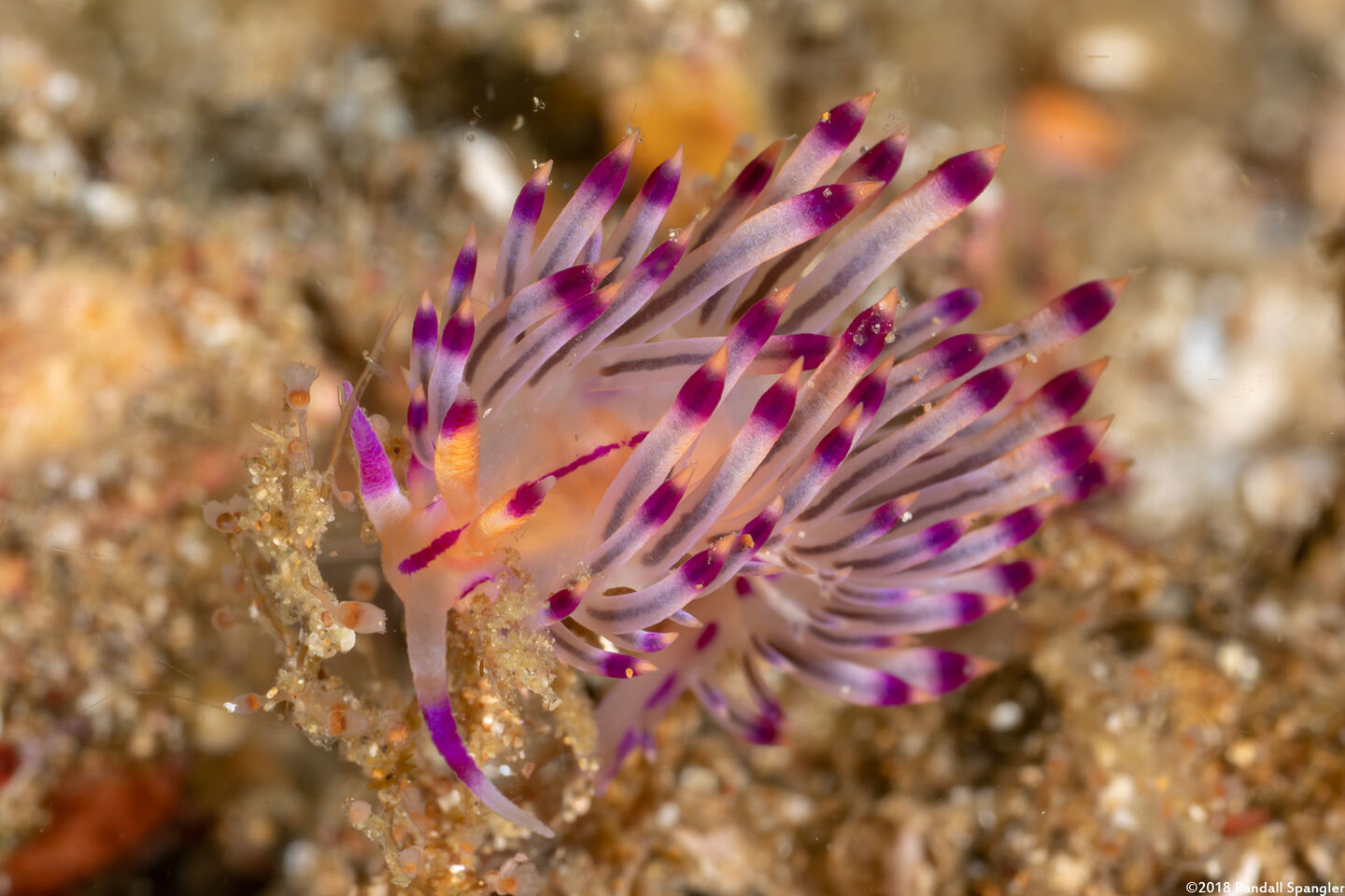 Coryphellina flamma (Flame Coryphellina)