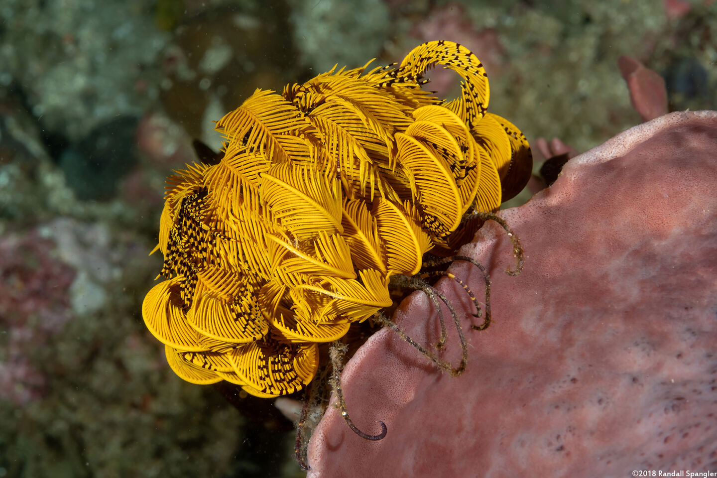Anneissia bennetti (Bennett's Feather Star)