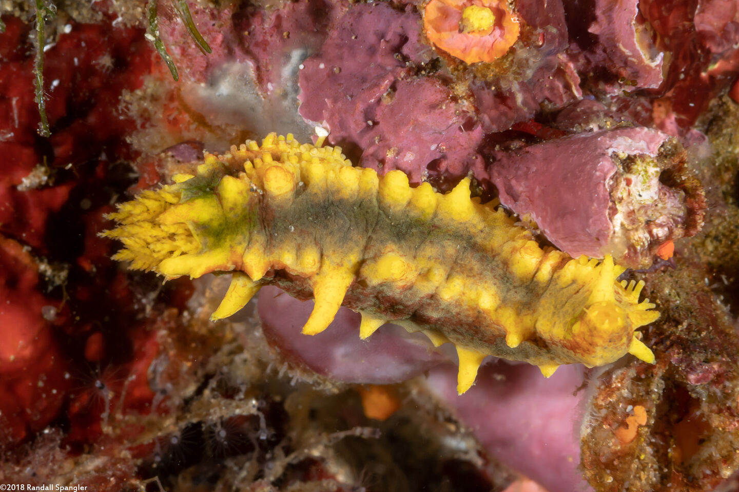 Colochirus robustus (Yellow Sea Cucumber)