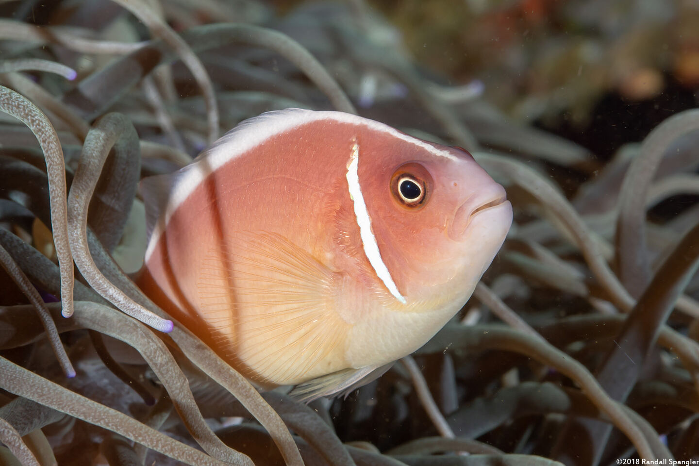 Amphiprion perideraion (Pink Anemonefish)
