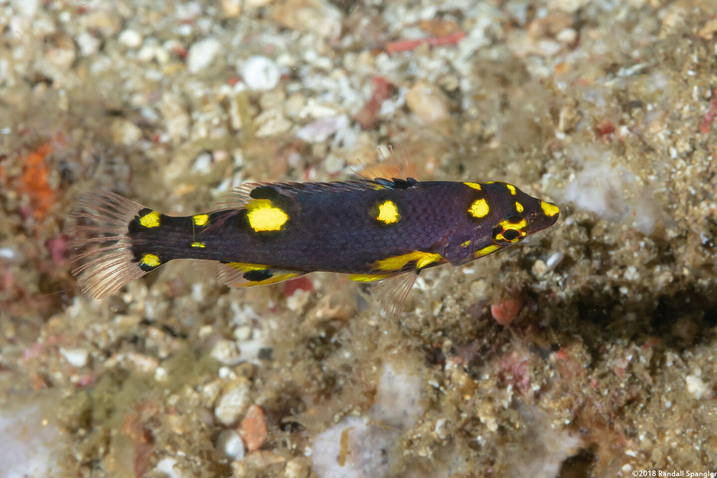 Bodianus mesothorax (Blackbelt Hogfish)