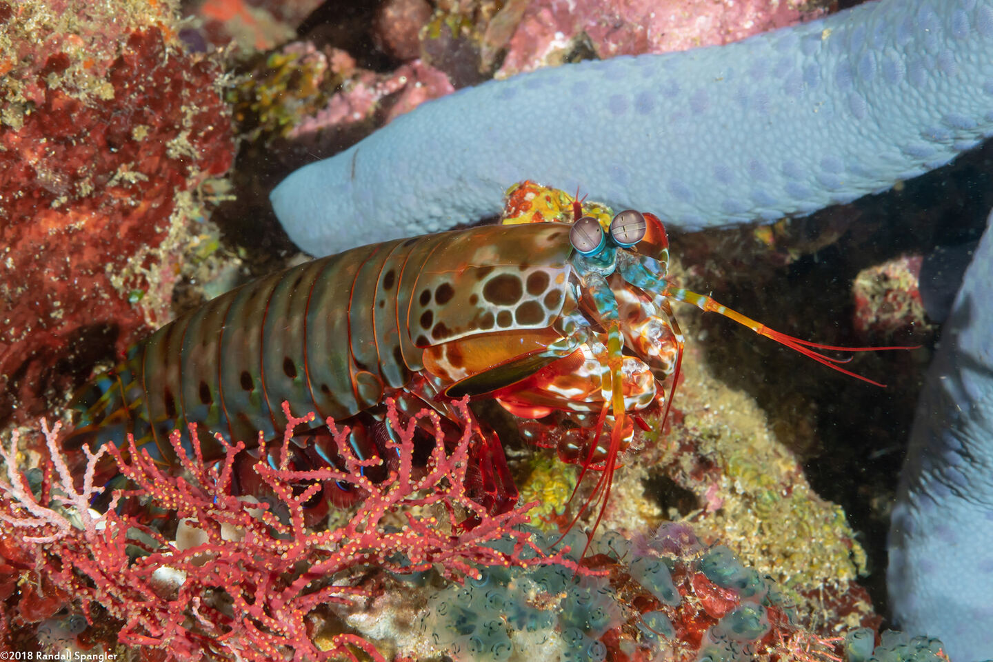 Odontodactylus scyllarus (Peacock Mantis Shrimp)