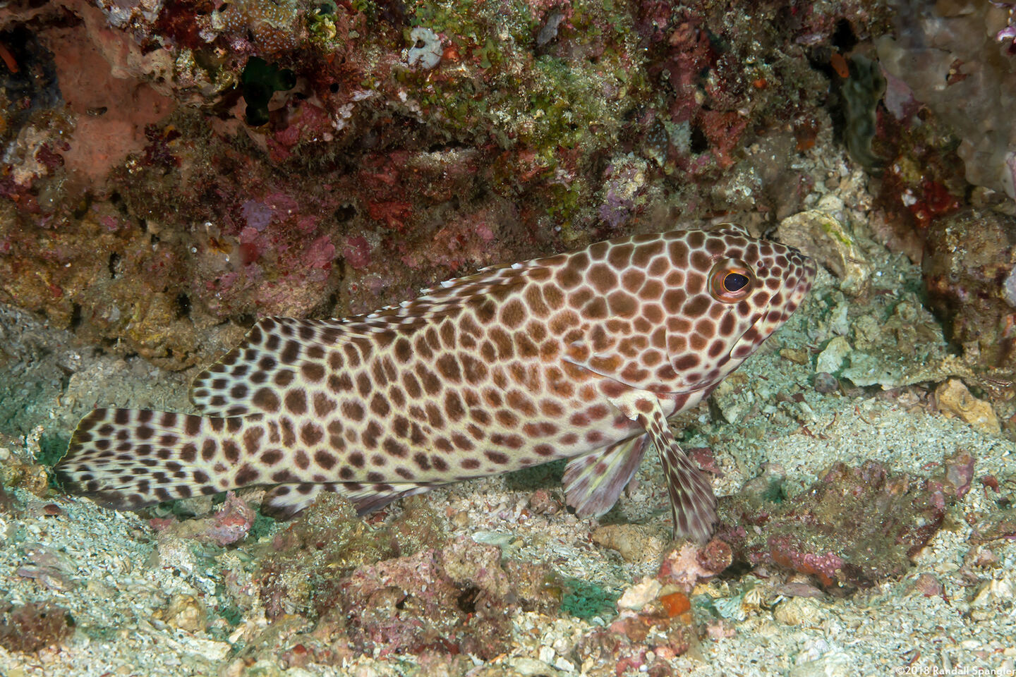 Epinephelus quoyanus (Longfin Grouper)